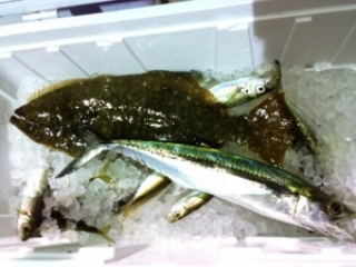 釣った魚でカマボコ作り!